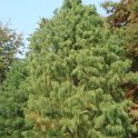 Taxodium ascendens 'Nutans'